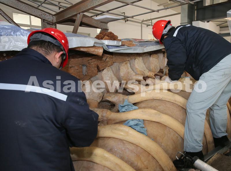 世界最大抹香鲸生物塑化标本制作完成70 世界最大抹香鲸生物塑化标本制作完成70