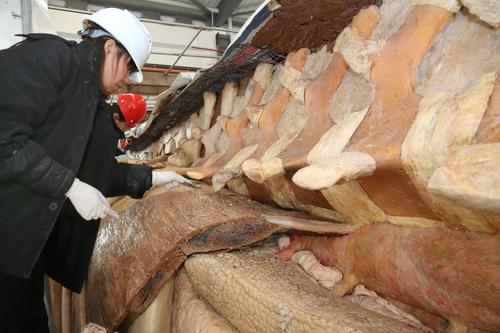 世界最大抹香鲸生物塑化标本制作完成70 世界最大抹香鲸生物塑化标本制作完成70