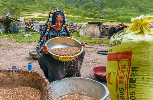 西藏昌都青稞进入成熟收获季