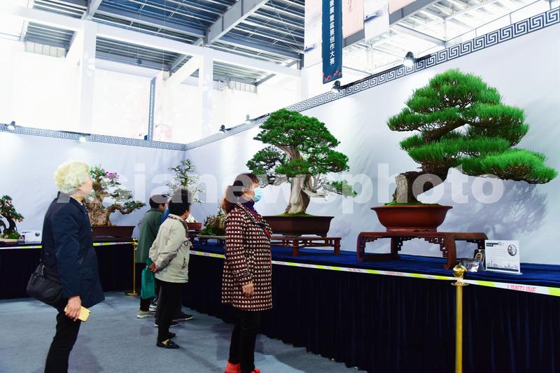 江苏如皋举行全国精品盆景展