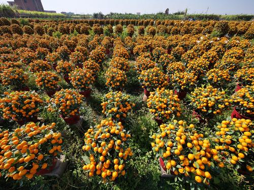 广东广州收获年桔供应春节市场