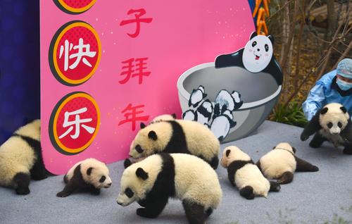 四川成都：大熊猫宝宝集体亮相迎牛年春节