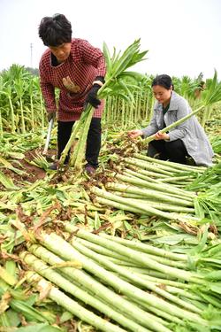 安徽亳州万亩贡菜获丰收