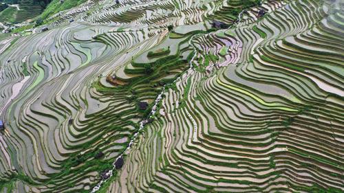 贵州从江鸟瞰梯田成画卷