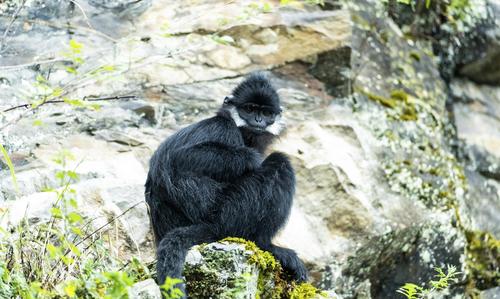 重庆南川国家一级保护动物金佛山黑叶猴