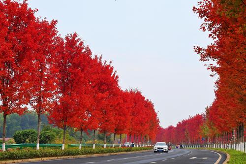 湖南益阳红枫大道