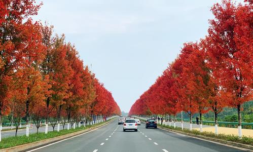 湖南益阳红枫大道