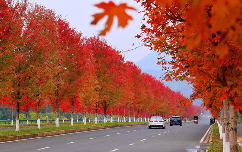 湖南益阳红枫大道