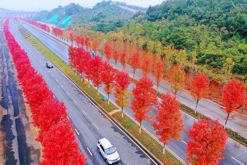 湖南益阳红枫大道