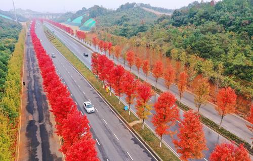 湖南益阳红枫大道