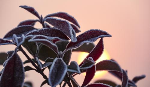 江苏淮安:冬霜风景