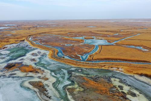 新疆博州艾比湖湿地春色