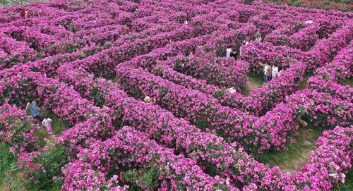 贵州安龙花海迷宫