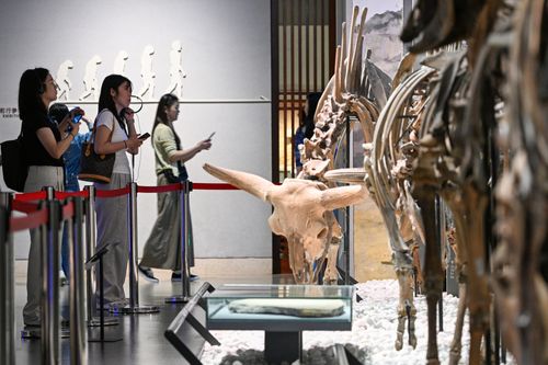 中国の博物館 第４巻 南京博物院 南京博物院編 限定2000部 中国の博物館 第4巻 南京博物院 南京博物院編 限定2000部